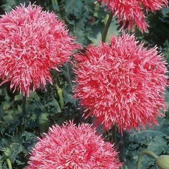 Papaver paeoniflorum Venus in the GardenTags plant encyclopedia Peony Poppy Venus in the GardenTags plant encyclopedia