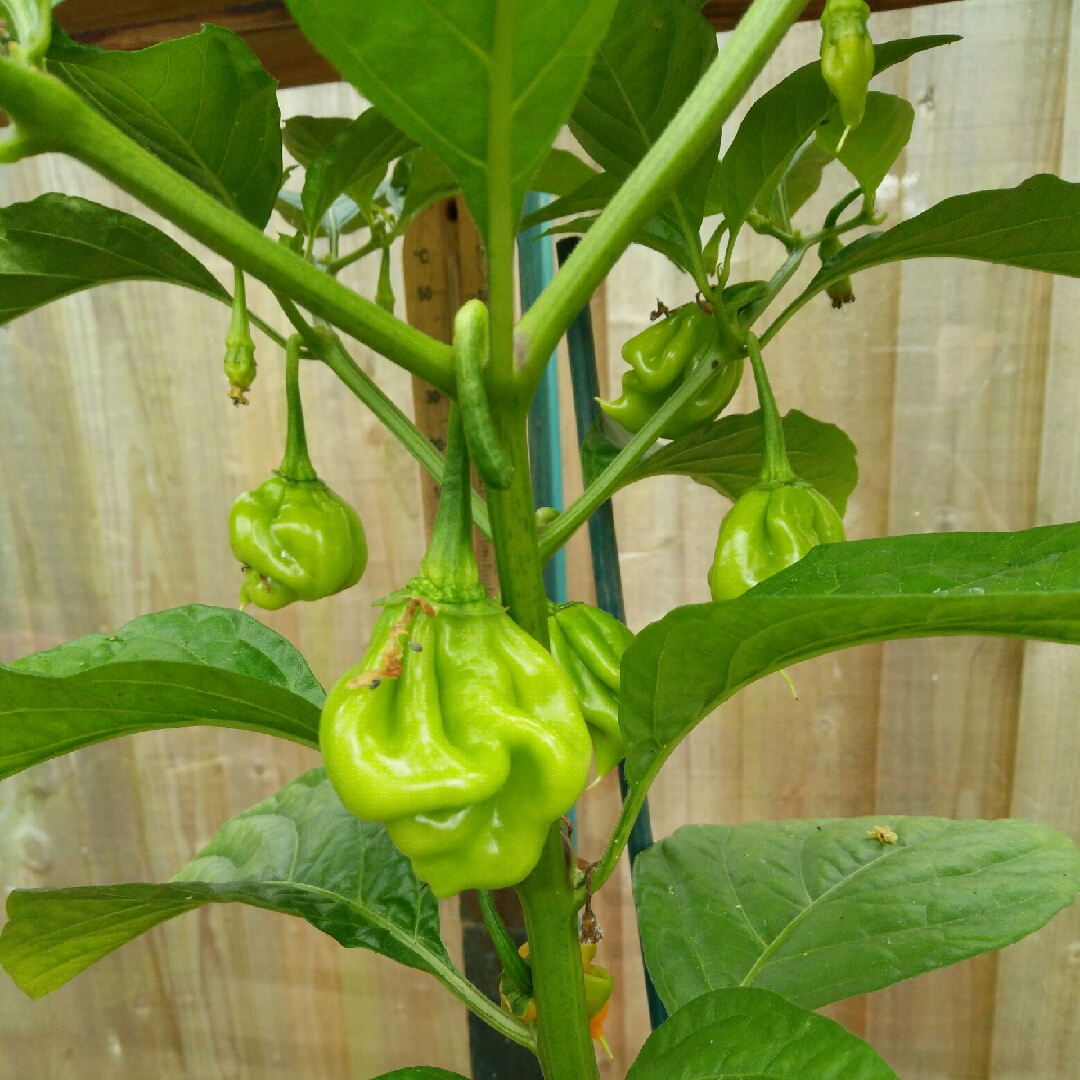 Capsicum Annuum Trinity in the GardenTags plant encyclopedia Chilli Pepper Trinity in the GardenTags plant encyclopedia