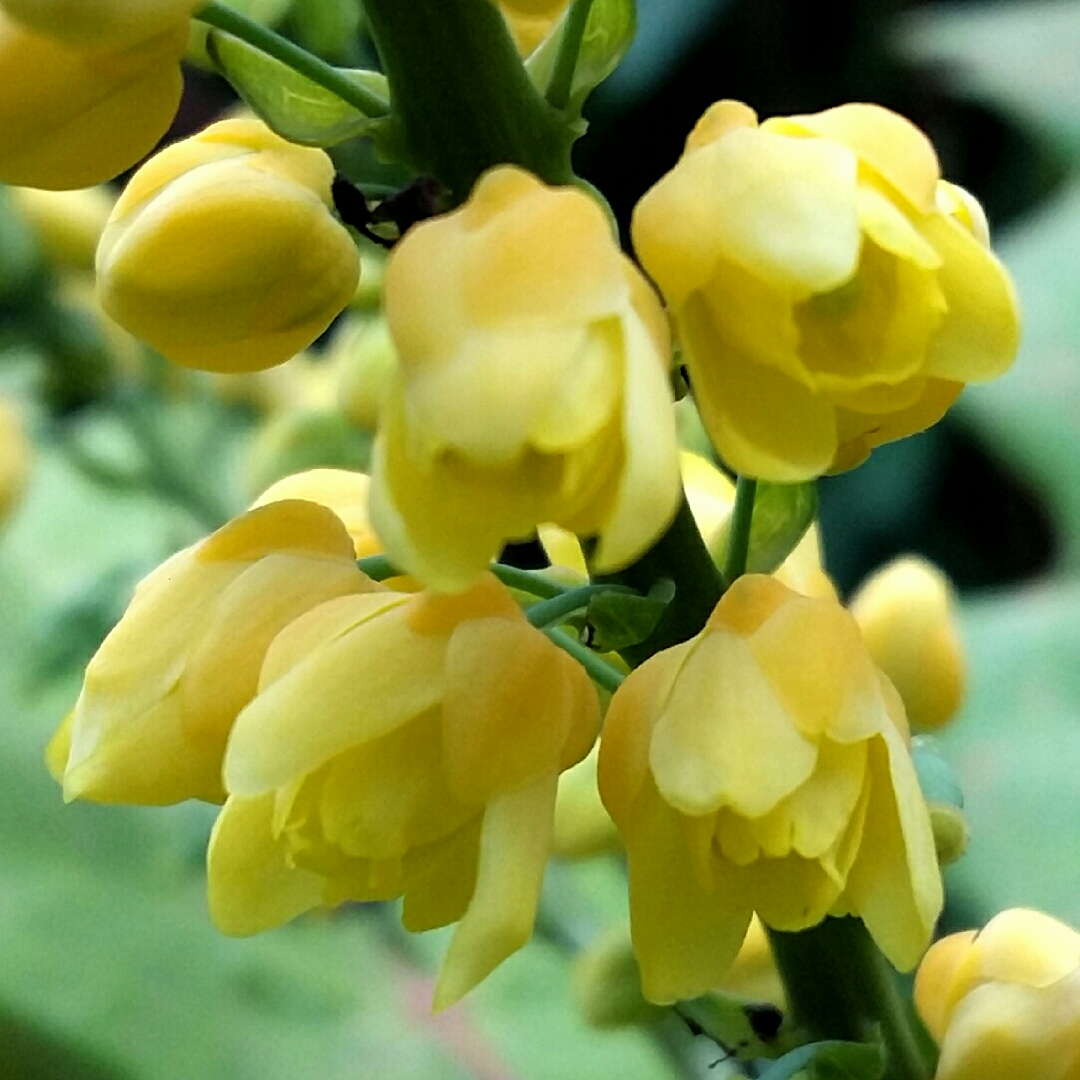 Mahonia x media Charity in the GardenTags plant encyclopedia Oregon Grape Charity in the GardenTags plant encyclopedia