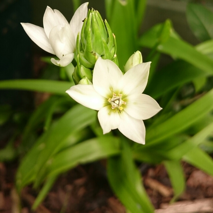 Ornithogalum thyrsoides in the GardenTags plant encyclopedia Chincherinchee in the GardenTags plant encyclopedia