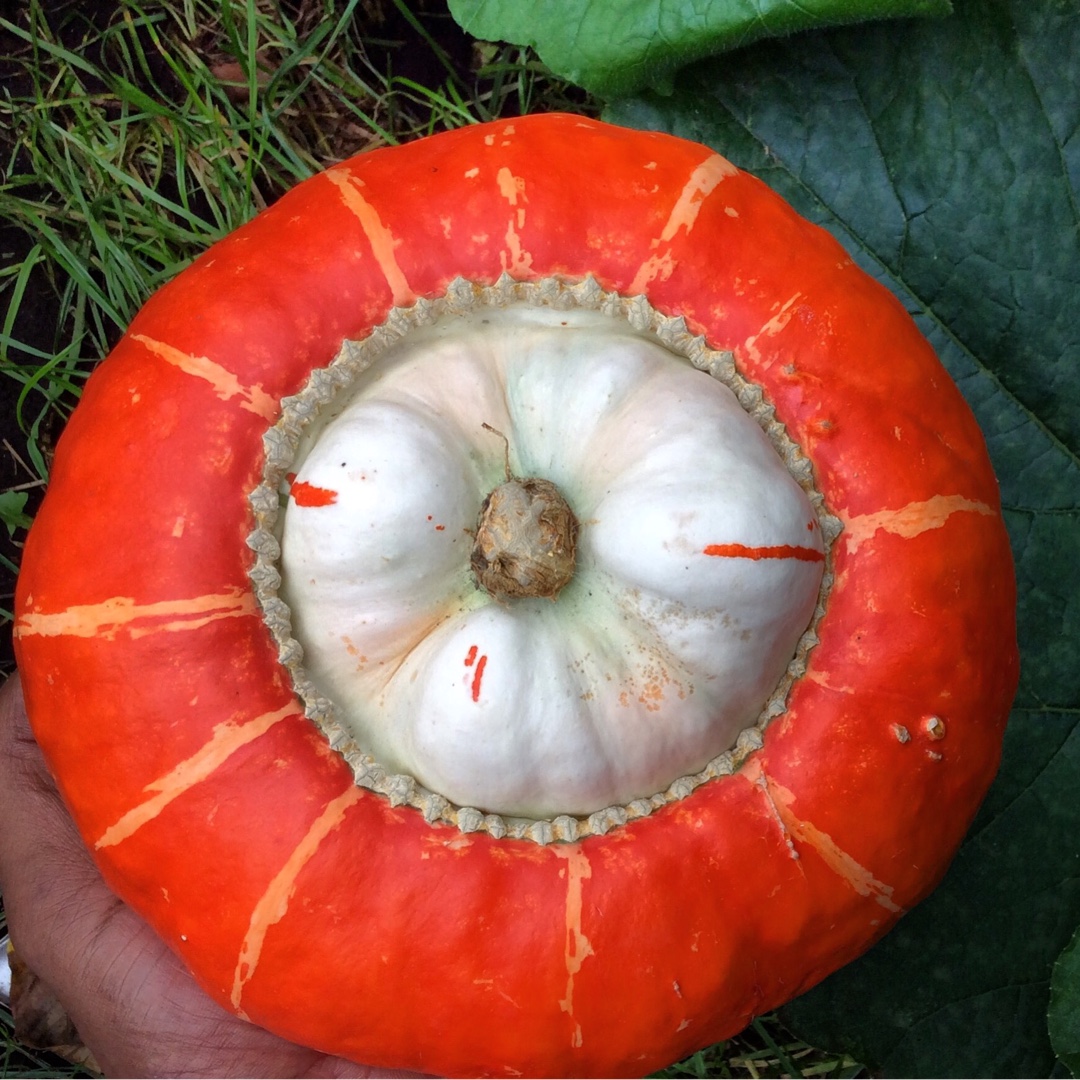 Cucurbita Maxima Turban in the GardenTags plant encyclopedia Squash Turban in the GardenTags plant encyclopedia