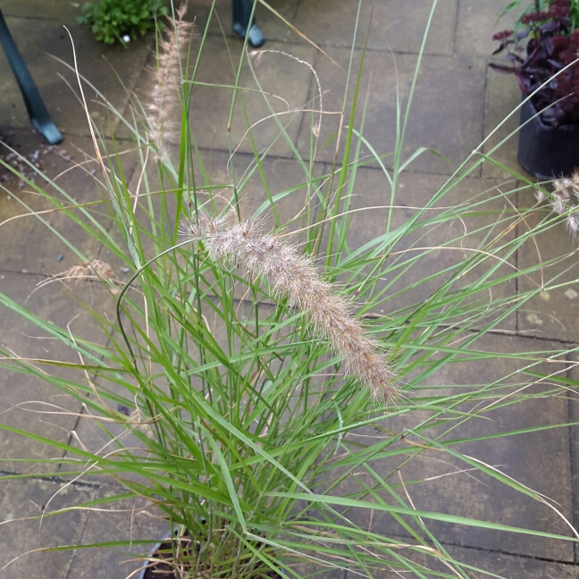 Pennisetum orientale Karley Rose in the GardenTags plant encyclopedia Oriental Fountain Grass Karley Rose in the GardenTags plant encyclopedia