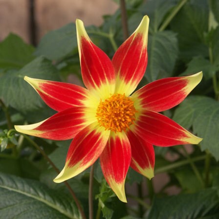 Dahlia Newquay in the GardenTags plant encyclopedia Dahlia Newquay in the GardenTags plant encyclopedia