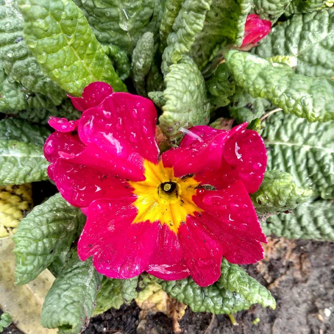 Primula Rosebud Mix in the GardenTags plant encyclopedia Primrose Rosebud Mix in the GardenTags plant encyclopedia