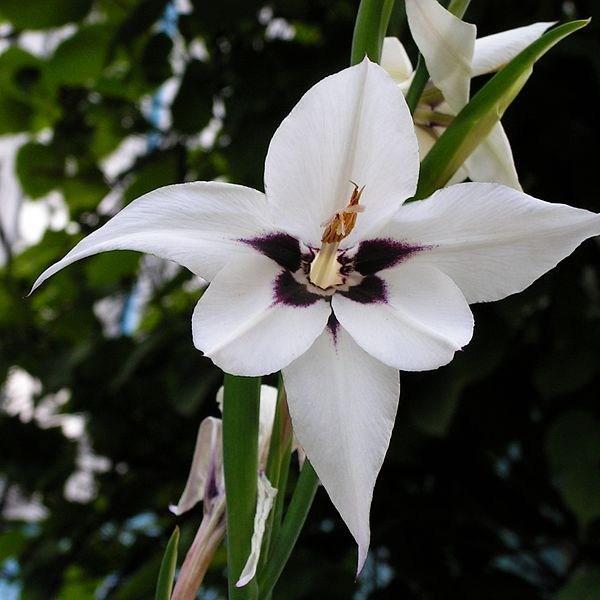 Gladiolus murielae syn. Acidanthera bicolor, Acidanthera bicolor Murielae, Acidanthera murielae, Gladiolus bicolor Murielae, Gladiolus callianthus, Gladiolus callianthus Murielae, Gladiolus Murieliae in the GardenTags plant encyclopedia Gladioli (Species) Abyssinian Gladiolus in the GardenTags plant encyclopedia