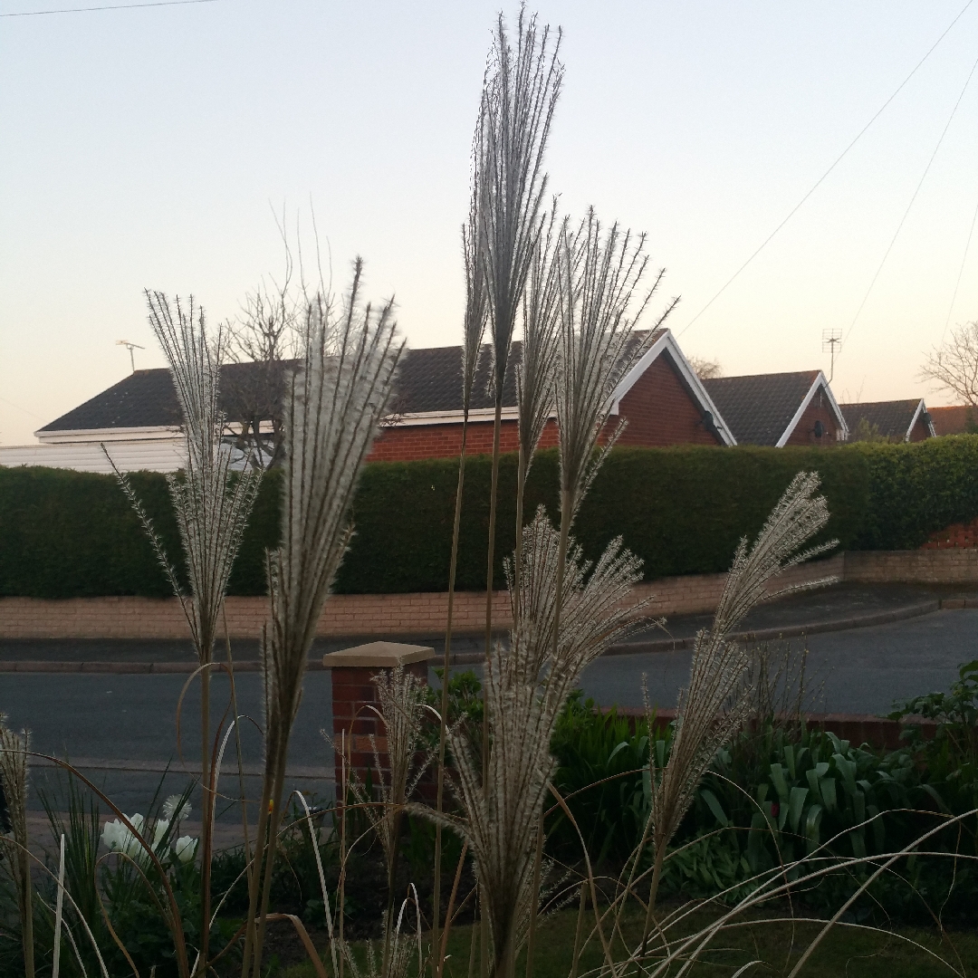 Miscanthus sinensis Ferner Osten in the GardenTags plant encyclopedia Silver Grass Ferner Osten in the GardenTags plant encyclopedia