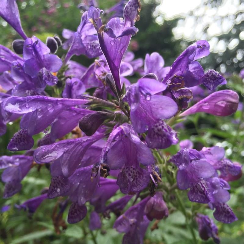 Agastache Blue Blazes in the GardenTags plant encyclopedia Hyssop Blue Blazes in the GardenTags plant encyclopedia