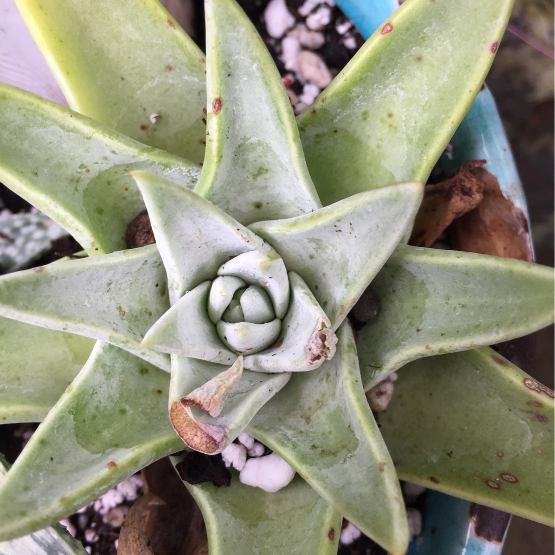 Dudleya cymosa in the GardenTags plant encyclopedia Canyon Live Forever in the GardenTags plant encyclopedia