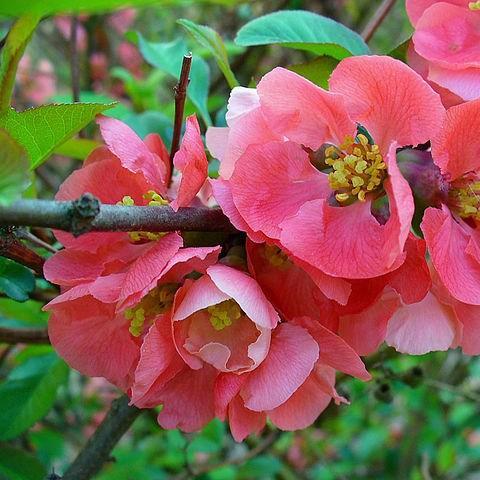 Japanese Quince Pink Lady in the GardenTags plant encyclopedia