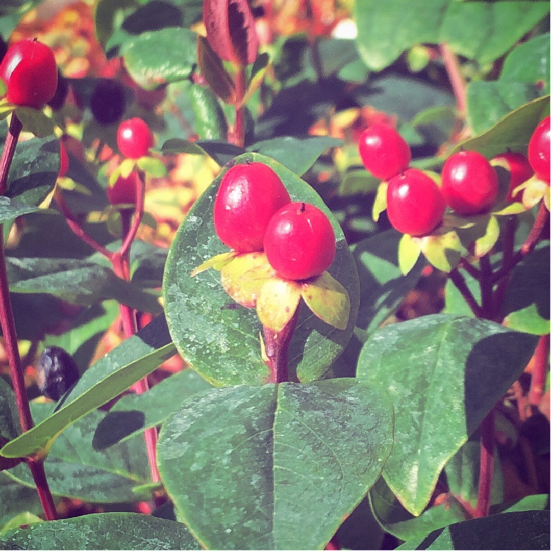 Hypericum Miracle Attraction in the GardenTags plant encyclopedia Hypericum Miracle Attraction in the GardenTags plant encyclopedia