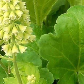 Heuchera Little Cutie Blondie in lime in the GardenTags plant encyclopedia Alumroot Little Cutie Blondie In Lime in the GardenTags plant encyclopedia