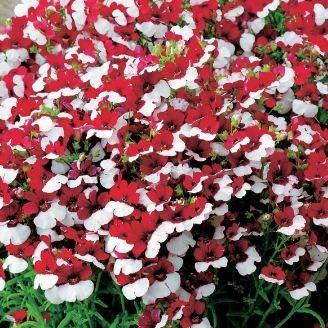 Nemesia strumosa St George in the GardenTags plant encyclopedia Nemesia St George in the GardenTags plant encyclopedia