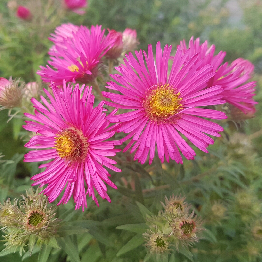 New England Aster Alma Potschke in the GardenTags plant encyclopedia