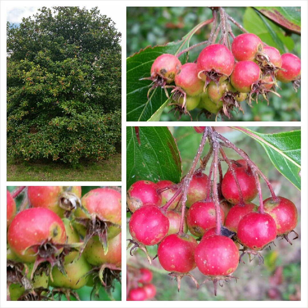 Crataegus persimilis Prunifolia in the GardenTags plant encyclopedia Broad-leaved cockspur thorn in the GardenTags plant encyclopedia