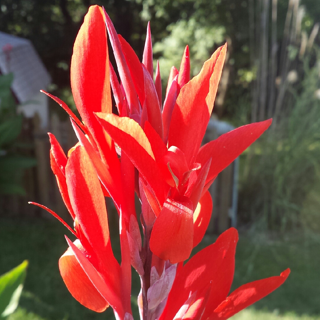 Red Ginger in the GardenTags plant encyclopedia