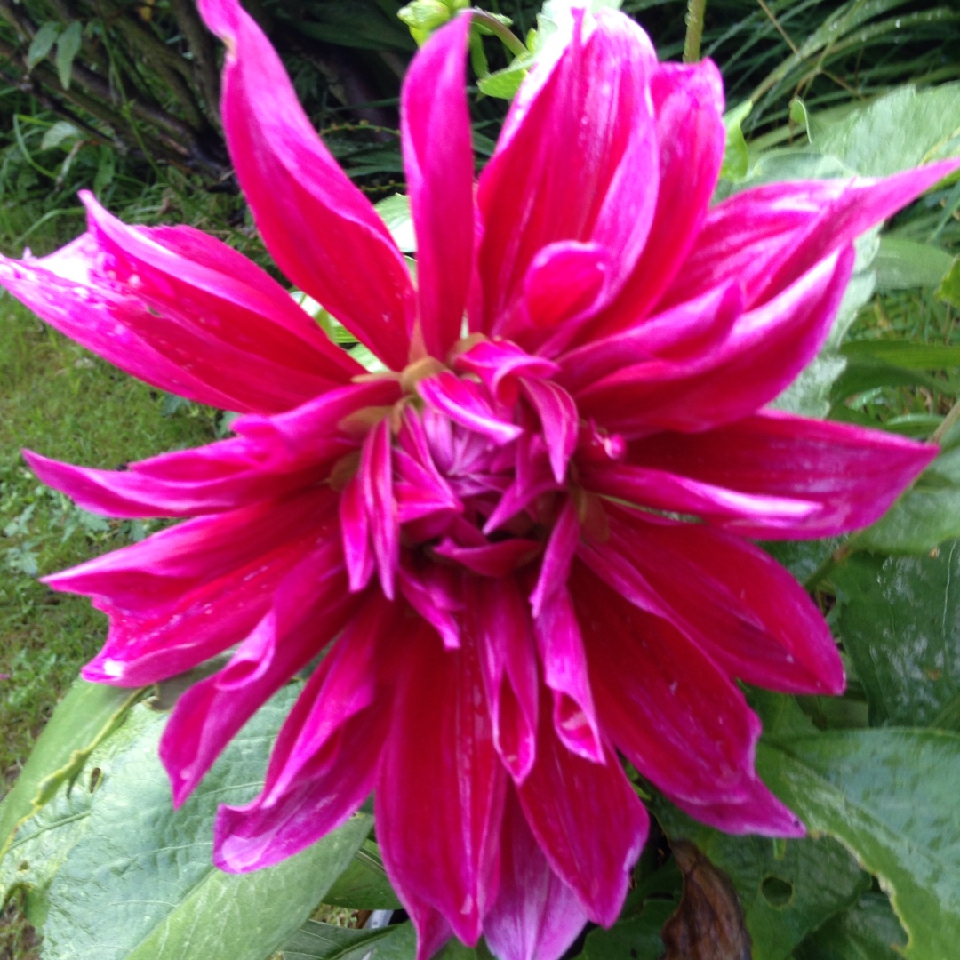 Dahlia Mero Star in the GardenTags plant encyclopedia Dahlia Mero Star in the GardenTags plant encyclopedia