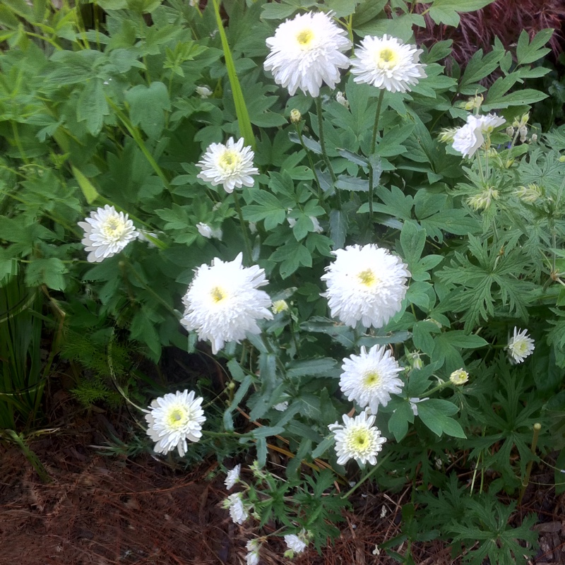 Leucanthemum x superbum Ice Star in the GardenTags plant encyclopedia Shasta Daisy Ice Star in the GardenTags plant encyclopedia