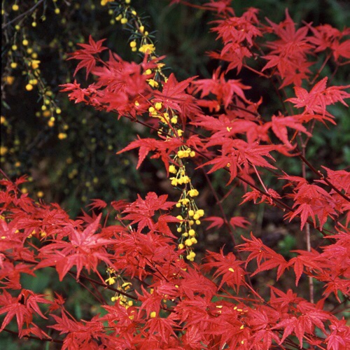 Japanese Maple Beni-Maiko in the GardenTags plant encyclopedia