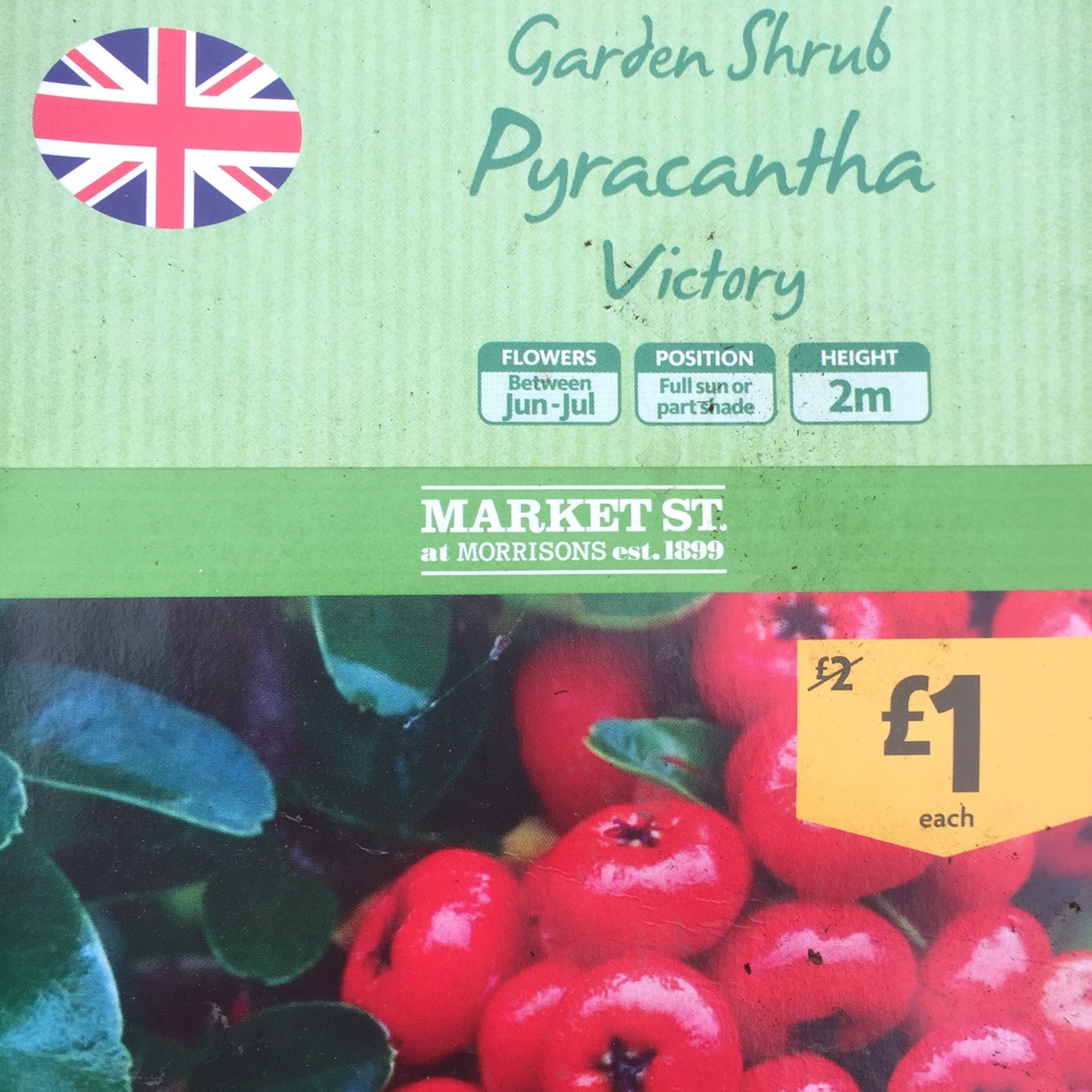 Pyracantha koidzumii Victory in the GardenTags plant encyclopedia Firethorn Victory in the GardenTags plant encyclopedia