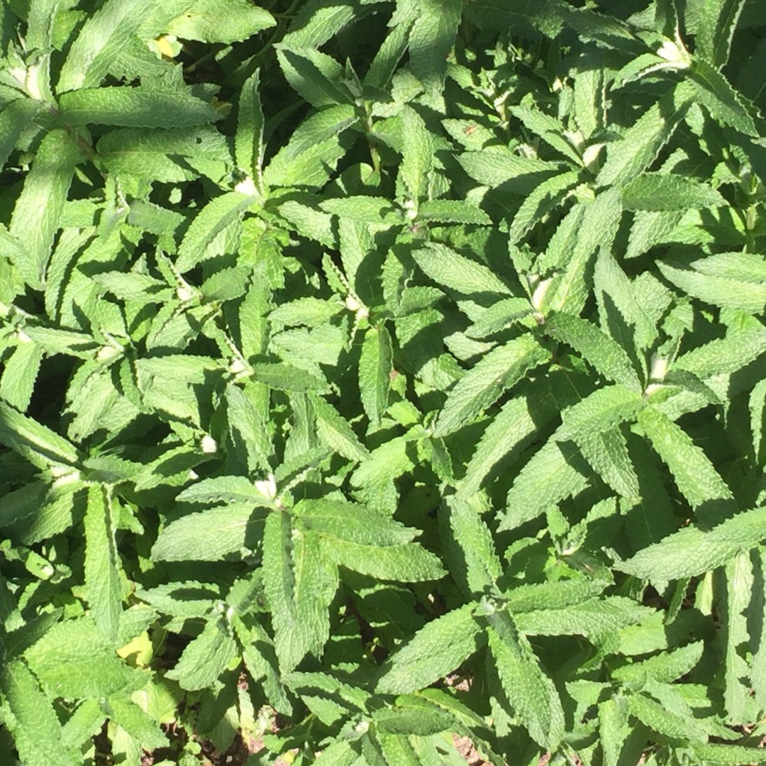 Mentha spicata var. crispa Moroccan in the GardenTags plant encyclopedia Moroccan Mint in the GardenTags plant encyclopedia