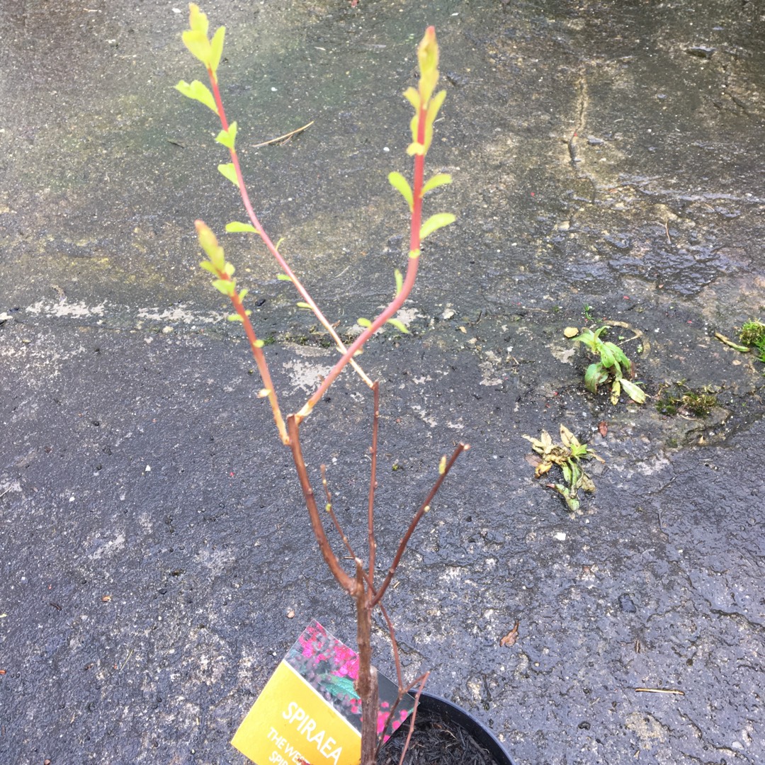 Spiraea japonica Country red in the GardenTags plant encyclopedia Spiraea Country red in the GardenTags plant encyclopedia