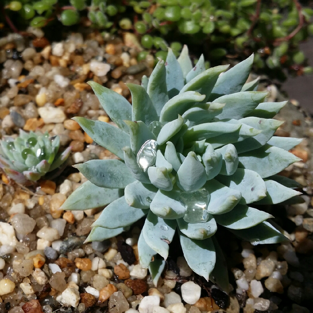xSedeveria Fanfare in the GardenTags plant encyclopedia Sedeveria Fanfare in the GardenTags plant encyclopedia