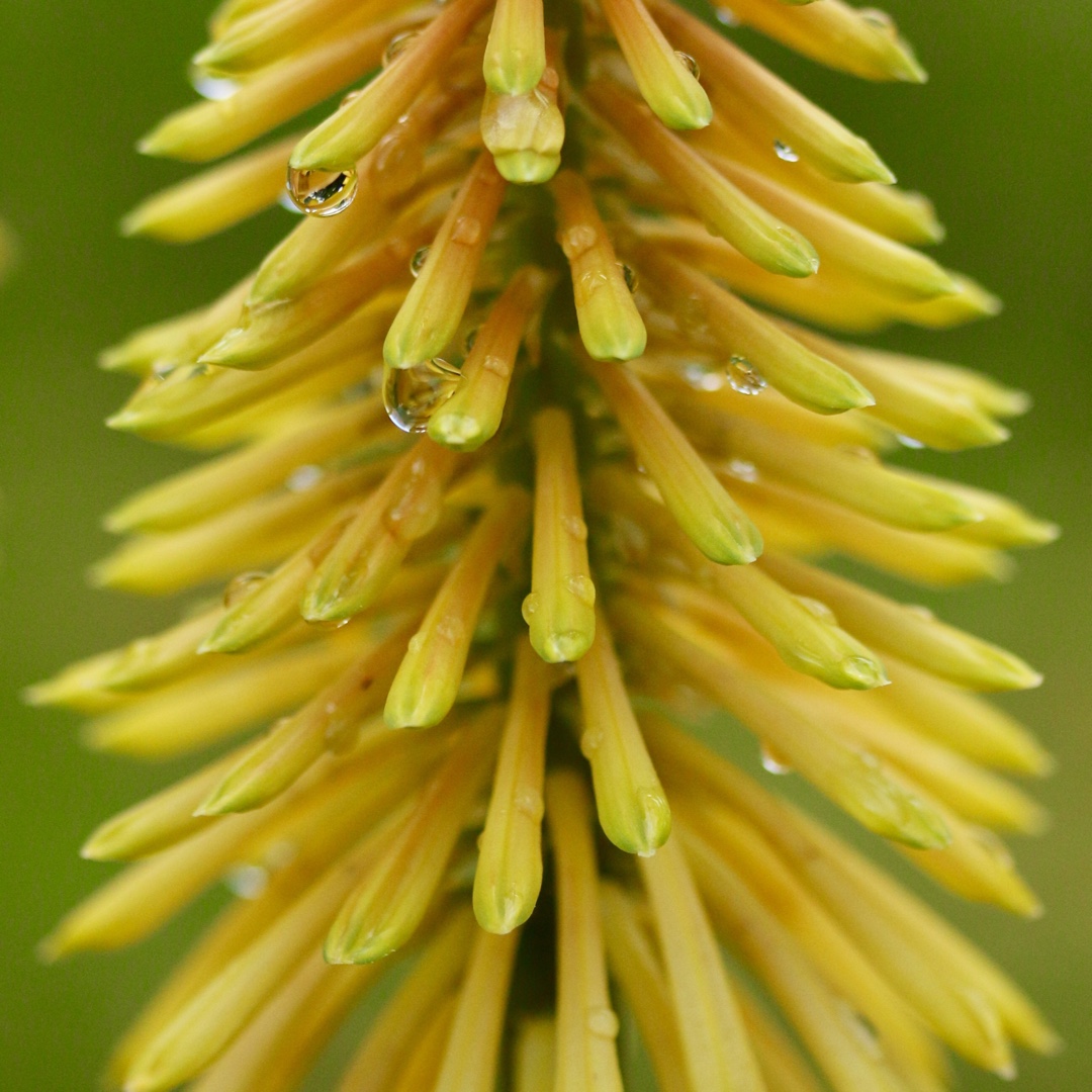 Kniphofia Wrexham Buttercup in the GardenTags plant encyclopedia Red Hot Poker Wrexham Buttercup in the GardenTags plant encyclopedia