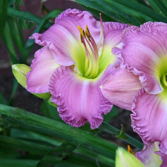 Hemerocallis Lavender Stardust in the GardenTags plant encyclopedia Daylily Lavender Stardust in the GardenTags plant encyclopedia