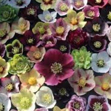 Helleborus x hybridus Ashwood Garden Hybrids in the GardenTags plant encyclopedia Hellebore Ashwood Garden Hybrids in the GardenTags plant encyclopedia
