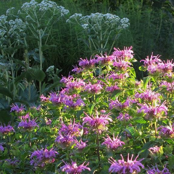 Bergamot Claire Grace in the GardenTags plant encyclopedia
