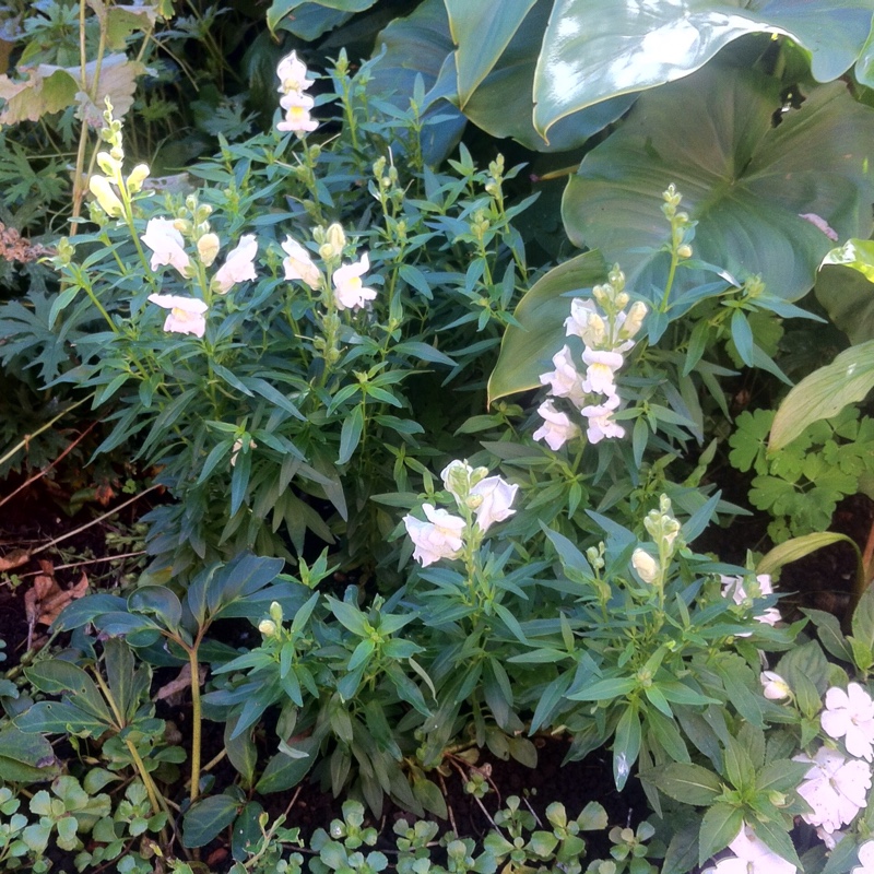 Antirrhinum majus Royal Bride in the GardenTags plant encyclopedia Snapdragon Royal Bride in the GardenTags plant encyclopedia