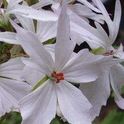 Pelargonium Graffiti White (Zonal) in the GardenTags plant encyclopedia