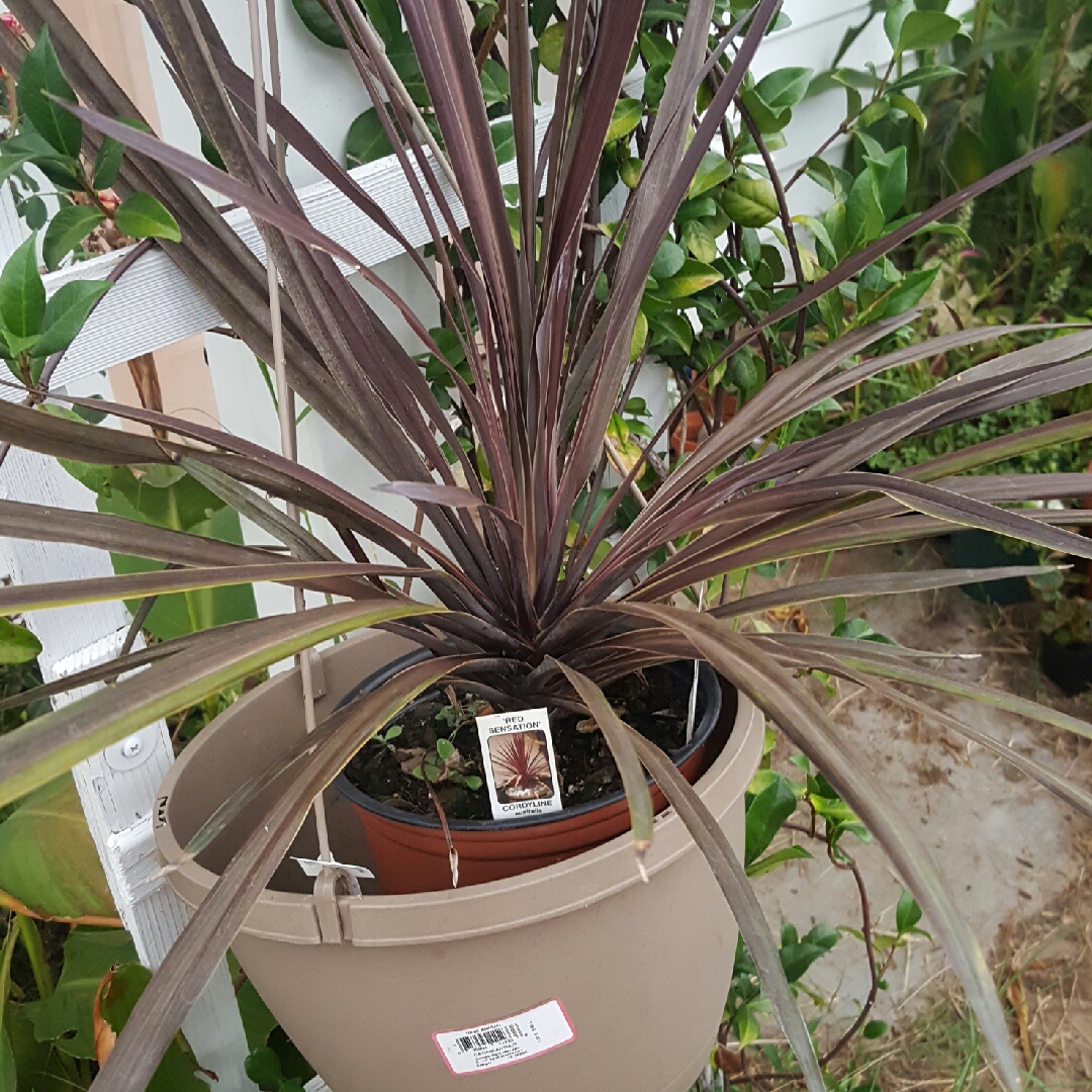 Cordyline Australis Red Sensation in the GardenTags plant encyclopedia Cabbage Tree Red Sensation in the GardenTags plant encyclopedia