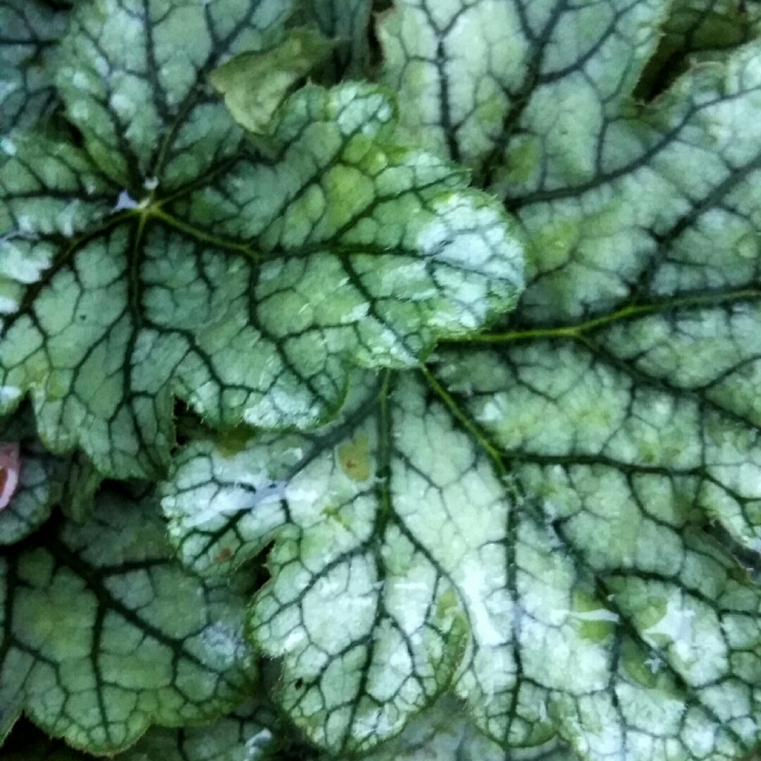 Heuchera Venus in the GardenTags plant encyclopedia Alumroot Venus in the GardenTags plant encyclopedia