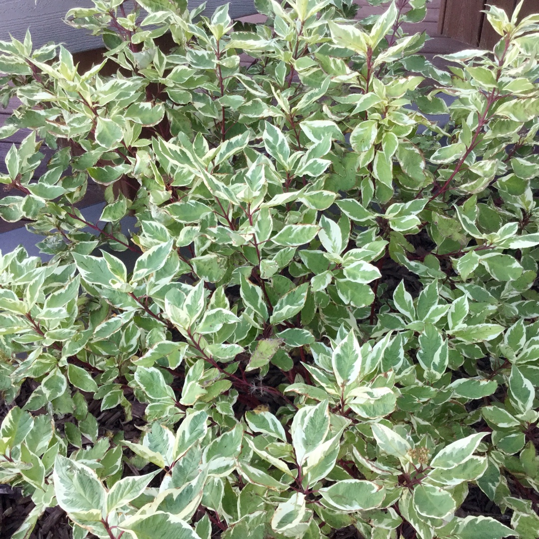 Cornus alba Sibirica Variegata in the GardenTags plant encyclopedia Variegated Siberian Dogwood in the GardenTags plant encyclopedia