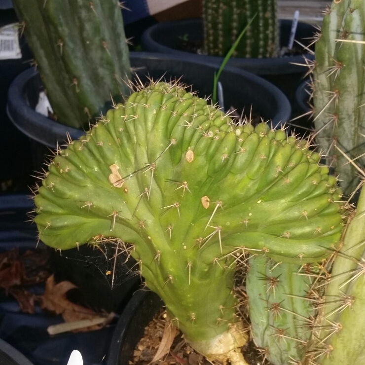 Trichocereus macrogonus Cristata in the GardenTags plant encyclopedia Trichocereus Macrogonus Crested Form in the GardenTags plant encyclopedia