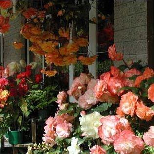 Begonia (Tuberous) in the GardenTags plant encyclopedia Tuberous Begonia in the GardenTags plant encyclopedia