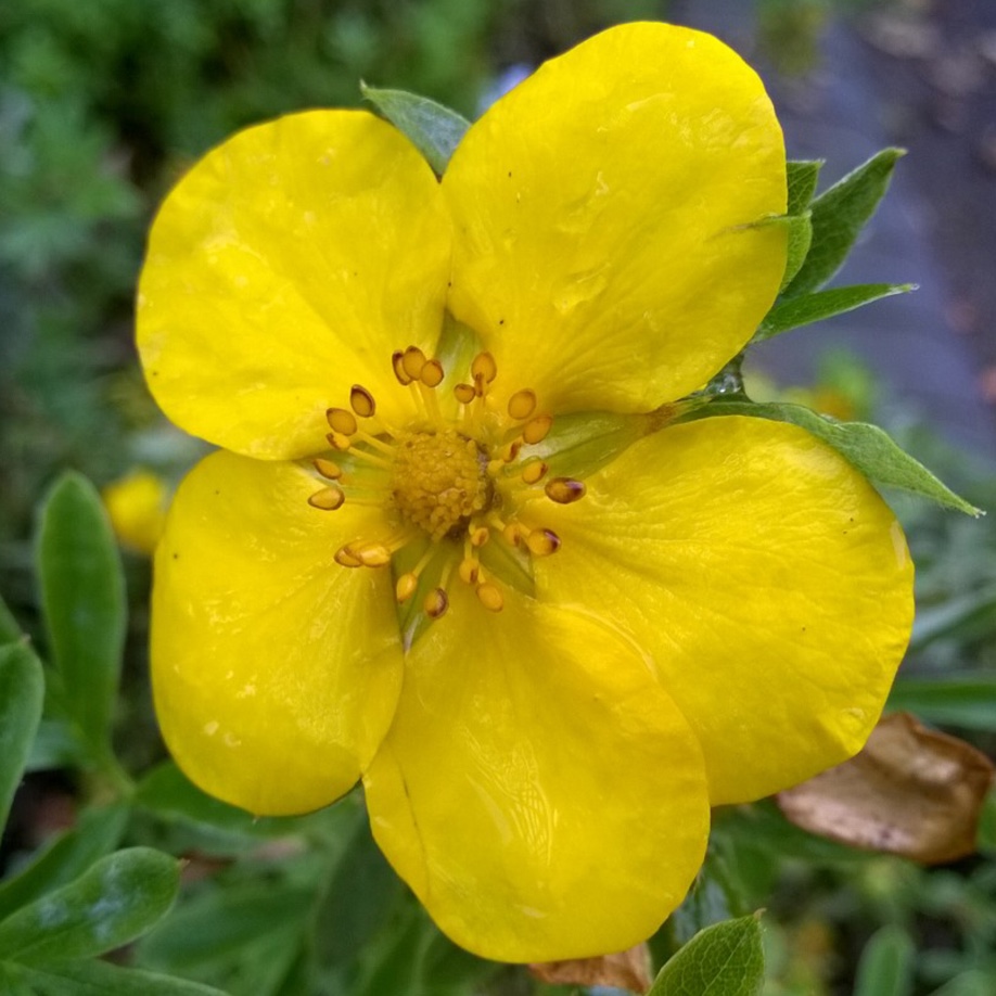 Potentilla fruticosa Goldstar in the GardenTags plant encyclopedia Shrubby cinquefoil Goldstar in the GardenTags plant encyclopedia