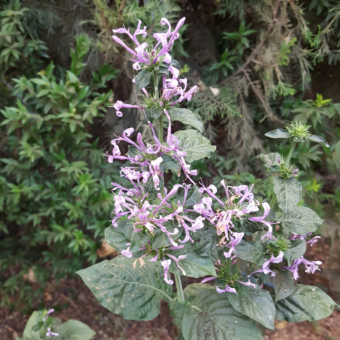 Hypoestes aristata in the GardenTags plant encyclopedia Ribbon bush in the GardenTags plant encyclopedia