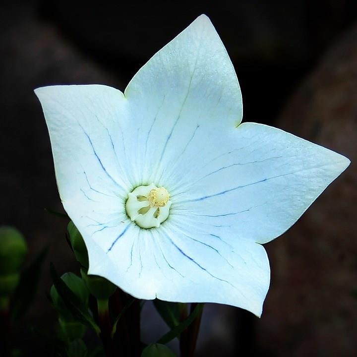 Platycodon grandiflorus Astra White (Astra Series) syn. Campanula grandiflora Astra White in the GardenTags plant encyclopedia Balloon Flower Astra White in the GardenTags plant encyclopedia