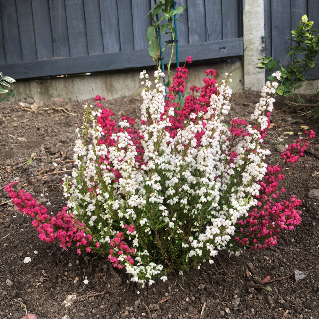 Cape Heath in the GardenTags plant encyclopedia