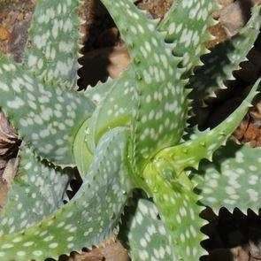 Aloe Zanzibarica in the GardenTags plant encyclopedia Tiger Tooth Aloe in the GardenTags plant encyclopedia