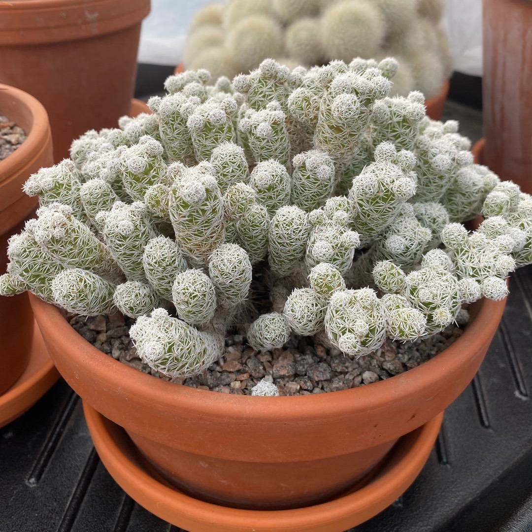 Mammillaria gracilis var. fragilis, Thimble Cactus in GardenTags plant ...