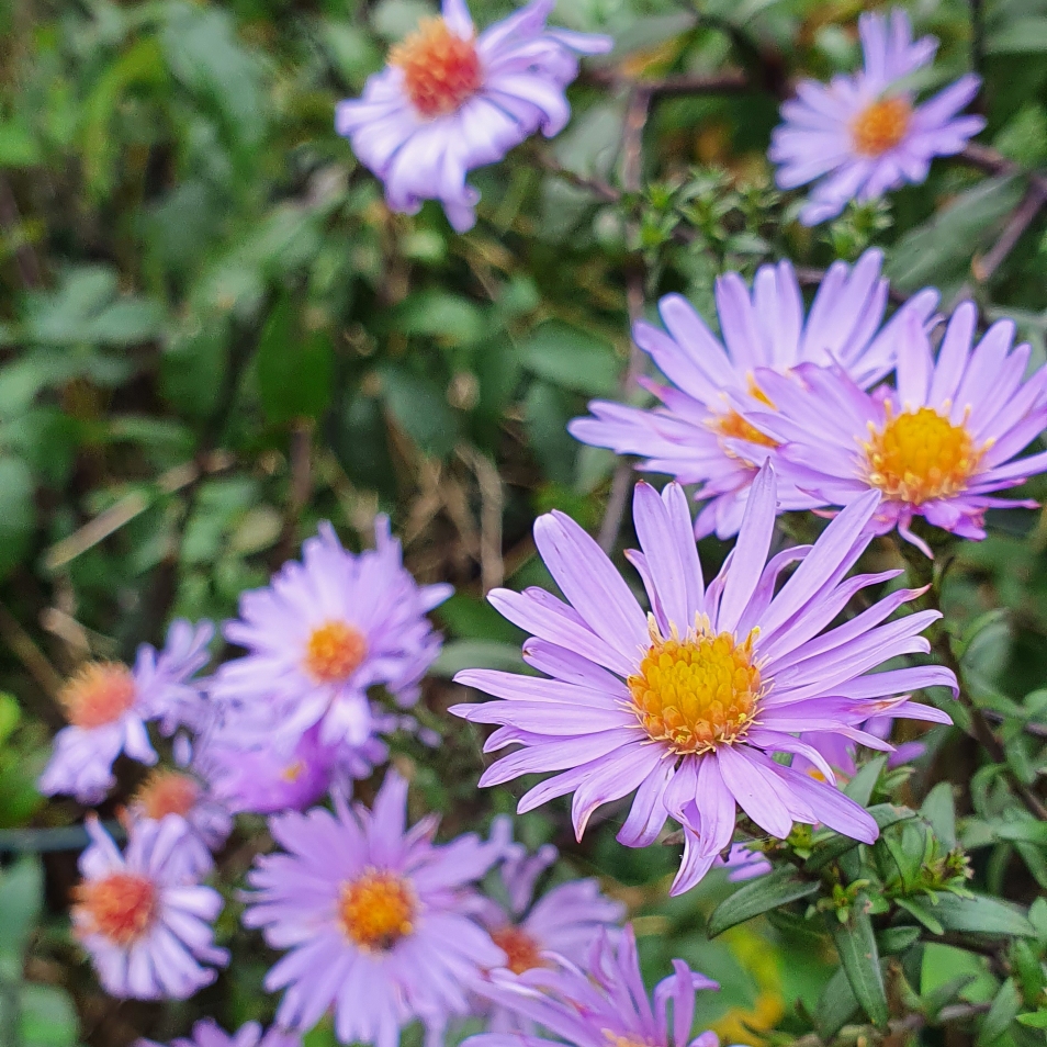 Aster laevis Calliope in the GardenTags plant encyclopedia Aster Calliope in the GardenTags plant encyclopedia