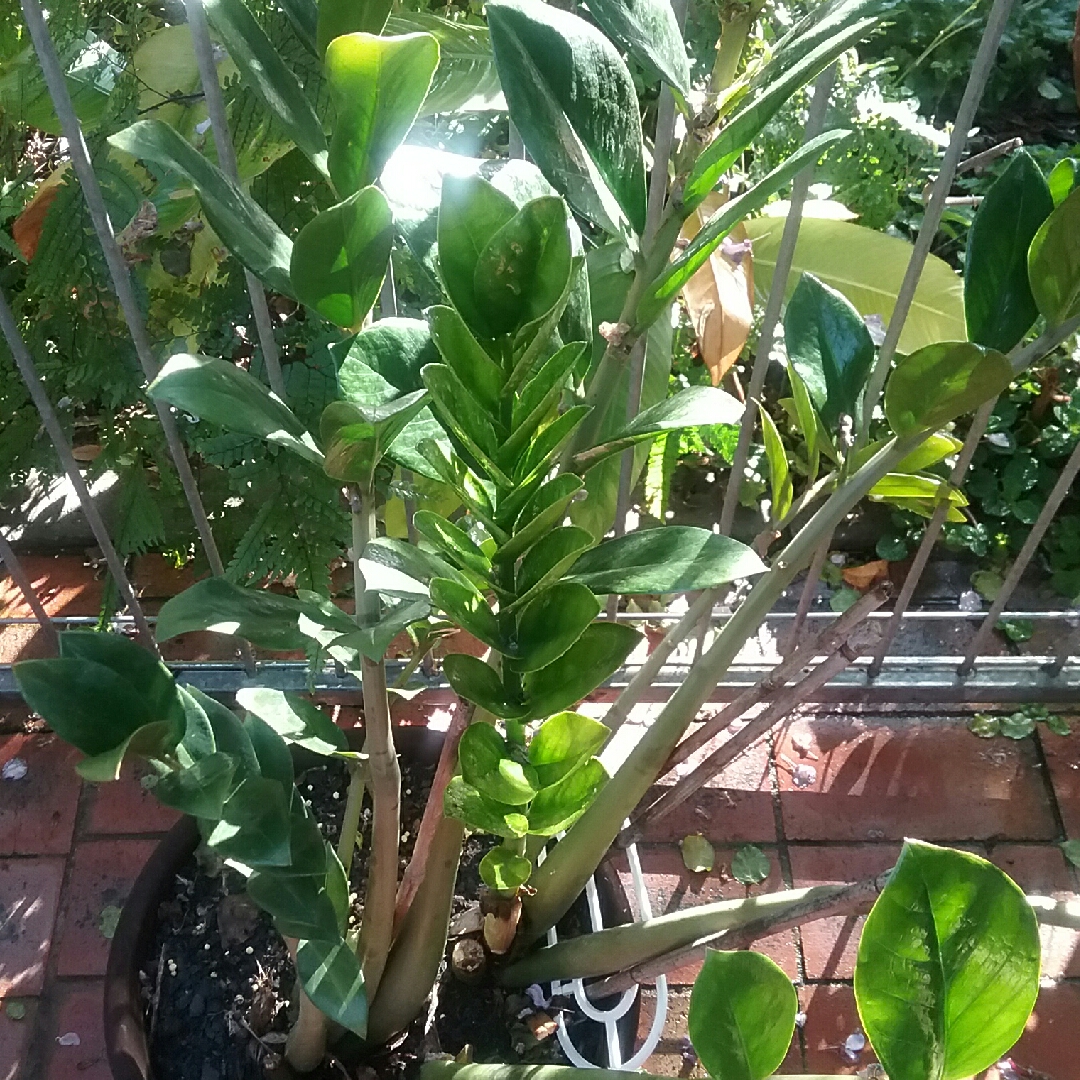 ZZ Plant in the GardenTags plant encyclopedia