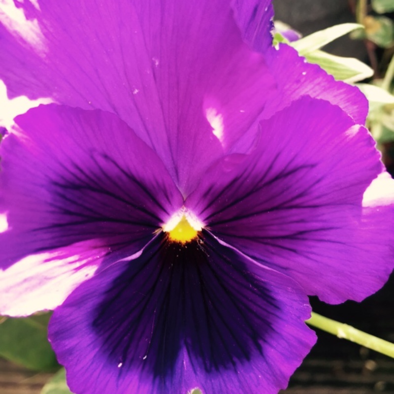 Viola x wittrockiana in the GardenTags plant encyclopedia Pansy in the GardenTags plant encyclopedia