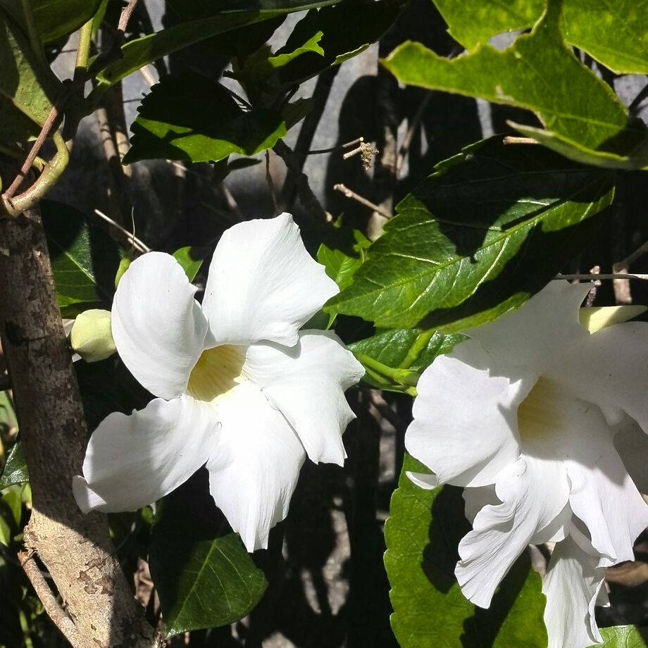 Mandevilla boliviensis syn. Dipladenia boliviensis in the GardenTags plant encyclopedia White mandevilla in the GardenTags plant encyclopedia