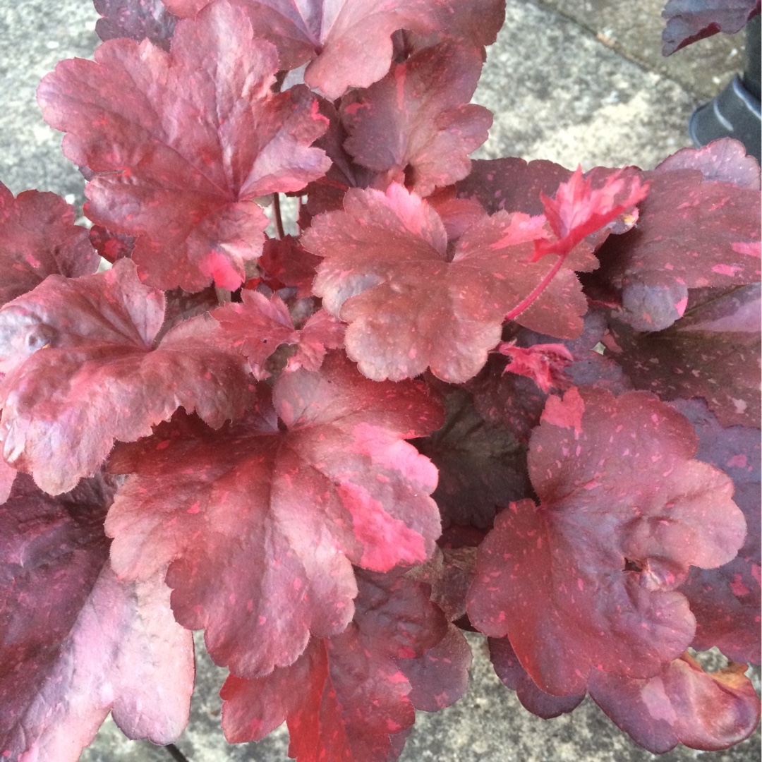 Heuchera Galaxy in the GardenTags plant encyclopedia Alumroot Galaxy in the GardenTags plant encyclopedia