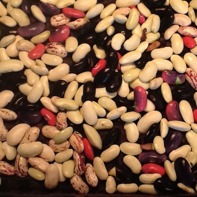 Phaseolus coccineus Czar in the GardenTags plant encyclopedia Runner Bean Czar in the GardenTags plant encyclopedia