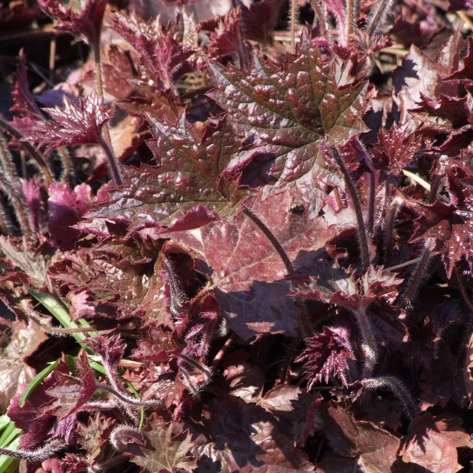 Heuchera villosa Palace Purple syn. Heuchera sanguinea Palance Purple, Heuchera micrantha Palace Purple in the GardenTags plant encyclopedia Alumroot Palace Purple in the GardenTags plant encyclopedia